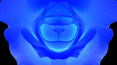 Blue rose flourescent flower