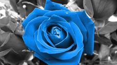 Blue selective coloring