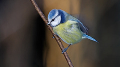 Blue tit Birds branches