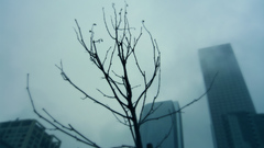 Blue Trees glass fog