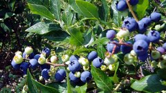 Blueberries full Food and