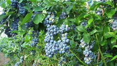 Blueberry bush Food and