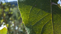 Blurred background leaves