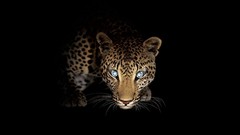 BMW Leopards artwork bmw eyes bmw m5 eyes night vizion