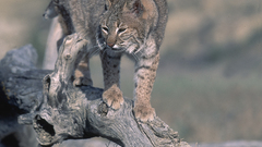 Bobcat Noko anyone have