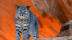 Bobcats Animals