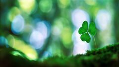 Bokeh shamrock clover
