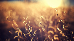 Bokeh sunlight depth of