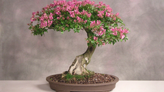 Bonsai