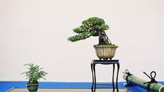 Bonsai