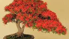 Bonsai