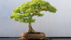 Bonsai