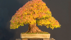 Bonsai