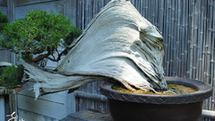Bonsai