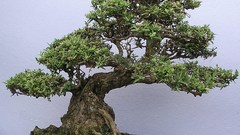 Bonsai