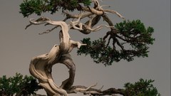 Bonsai