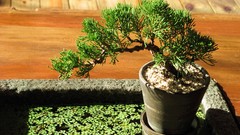 Bonsai Plants bonsai tree