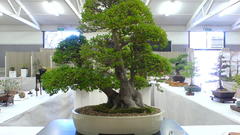 Bonsai Trees