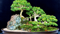 Bonsai Trees