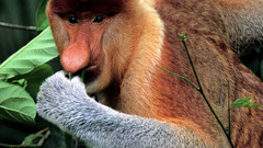Borneo proboscis monkey animal