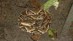 Bothrops asper carara National