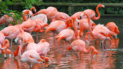 Braces flamingo bird