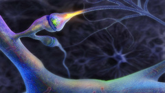 Brain neurons nerves