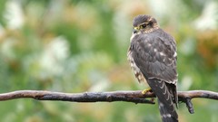 Branches Birds bird of prey buzzard