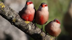 Branches Birds Finches