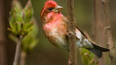 Branches Birds Finches
