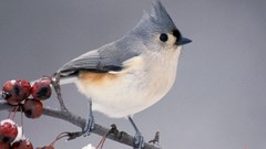 Branches Birds Michigan Tufted titmouse