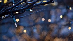 Branches bokeh Christmas Lights