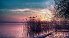 Branches coast evening reservoir reeds willow
