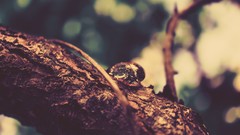 Branches drop vision focused