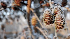 Branches frost pinecones