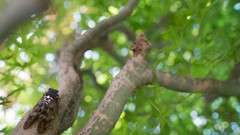 Branches insects bokeh cicada