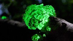 Branches luminiscence