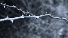 Branches monochrome thorns