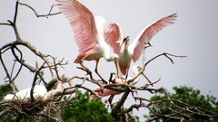 Branches nest herons