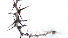 Branches Plants thorns