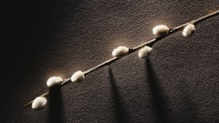 Branches Trees willow catkin