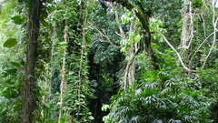 Brazillian Rainforest high