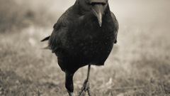 Bring high crow crows fucking need