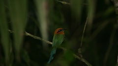 Broad billed motmot high
