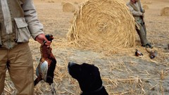 Broken bows pheasant