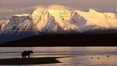 Brown bears Mountains Animals