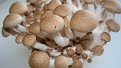 Brown beech mushrooms flower