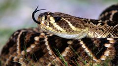 Brown snakes rattlesnakes