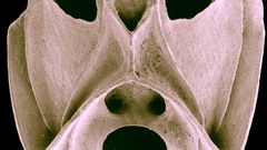 Bryozoa Col. The also