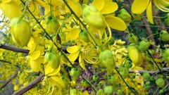 Bud stamen yellow flowers filament